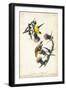 American Goldfinch-John James Audubon-Framed Art Print
