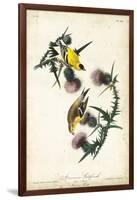 American Goldfinch-John James Audubon-Framed Art Print