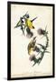 American Goldfinch-John James Audubon-Framed Art Print