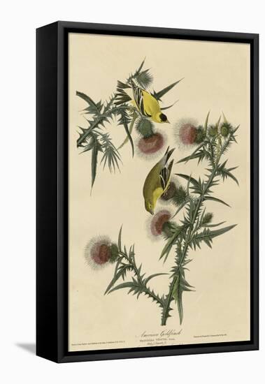 American Goldfinch-null-Framed Stretched Canvas