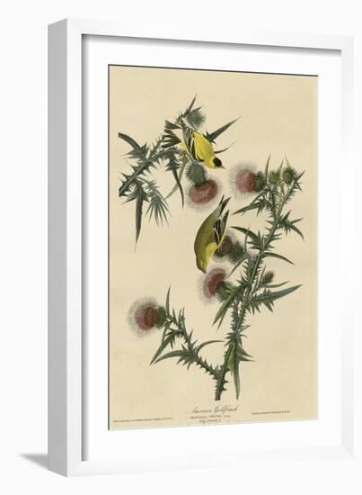 American Goldfinch-null-Framed Giclee Print