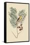 American Goldfinch-Mark Catesby-Framed Stretched Canvas