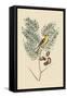 American Goldfinch-Mark Catesby-Framed Stretched Canvas