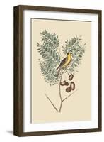 American Goldfinch-Mark Catesby-Framed Art Print