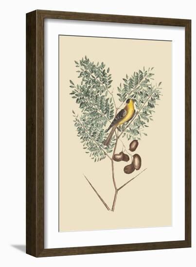 American Goldfinch-Mark Catesby-Framed Art Print