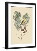 American Goldfinch-Mark Catesby-Framed Art Print