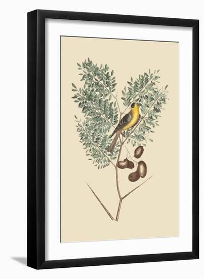 American Goldfinch-Mark Catesby-Framed Art Print