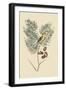 American Goldfinch-Mark Catesby-Framed Art Print