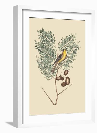 American Goldfinch-Mark Catesby-Framed Art Print