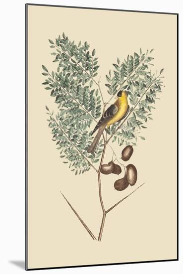 American Goldfinch-Mark Catesby-Mounted Art Print