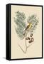 American Goldfinch-Mark Catesby-Framed Stretched Canvas