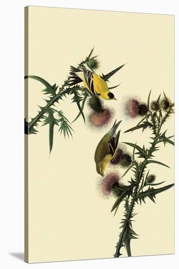American Goldfinches-John James Audubon-Stretched Canvas