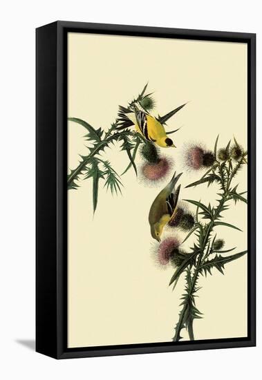 American Goldfinches-John James Audubon-Framed Stretched Canvas