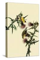 American Goldfinches-John James Audubon-Stretched Canvas