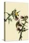 American Goldfinches-John James Audubon-Stretched Canvas