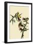 American Goldfinches-John James Audubon-Framed Giclee Print