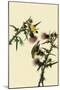 American Goldfinches-John James Audubon-Mounted Giclee Print