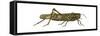 American Grasshopper (Schistocerca Americana), Insects-Encyclopaedia Britannica-Framed Stretched Canvas