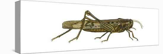 American Grasshopper (Schistocerca Americana), Insects-Encyclopaedia Britannica-Stretched Canvas