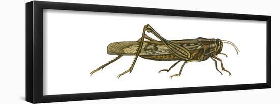American Grasshopper (Schistocerca Americana), Insects-Encyclopaedia Britannica-Framed Poster