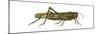 American Grasshopper (Schistocerca Americana), Insects-Encyclopaedia Britannica-Mounted Poster