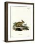 American Gray Rabbit-null-Framed Giclee Print