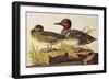 American Green-Winged Teal-John James Audubon-Framed Art Print