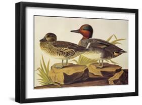 American Green-Winged Teal-John James Audubon-Framed Art Print