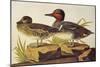 American Green-Winged Teal-John James Audubon-Mounted Art Print