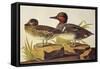 American Green-Winged Teal-John James Audubon-Framed Stretched Canvas