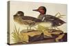 American Green-Winged Teal-John James Audubon-Stretched Canvas