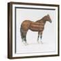 American Horse-Wellington Studio-Framed Art Print