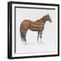 American Horse-Wellington Studio-Framed Art Print