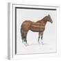 American Horse-Wellington Studio-Framed Art Print