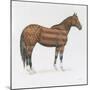 American Horse-Wellington Studio-Mounted Art Print