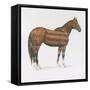American Horse-Wellington Studio-Framed Stretched Canvas