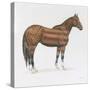 American Horse-Wellington Studio-Stretched Canvas