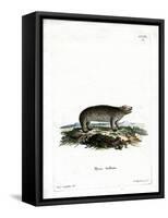 American Hyrax-null-Framed Stretched Canvas