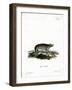 American Hyrax-null-Framed Giclee Print