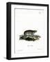 American Hyrax-null-Framed Giclee Print