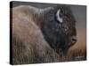 American Icon- Bison-Kevin Daniel-Stretched Canvas