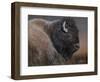 American Icon- Bison-Kevin Daniel-Framed Art Print