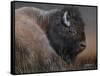 American Icon- Bison-Kevin Daniel-Framed Stretched Canvas