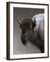 American Icon- Buffalo-Kevin Daniel-Framed Art Print