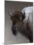 American Icon- Buffalo-Kevin Daniel-Mounted Art Print