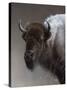 American Icon- Buffalo-Kevin Daniel-Stretched Canvas