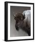 American Icon- Buffalo-Kevin Daniel-Framed Art Print