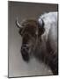 American Icon- Buffalo-Kevin Daniel-Mounted Art Print