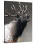 American Icon- Elk-Kevin Daniel-Stretched Canvas