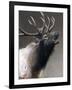 American Icon- Elk-Kevin Daniel-Framed Art Print